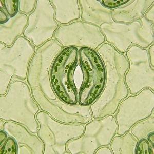 Preparasi Stomata